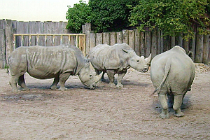 Drei Nashrner im Mnsteraner Zoo